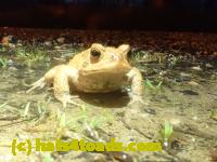 /home//u458753944/public_html/sourcegallery/////Roxborough Toad Detour/2023/2023-04-01/P4010654.JPG